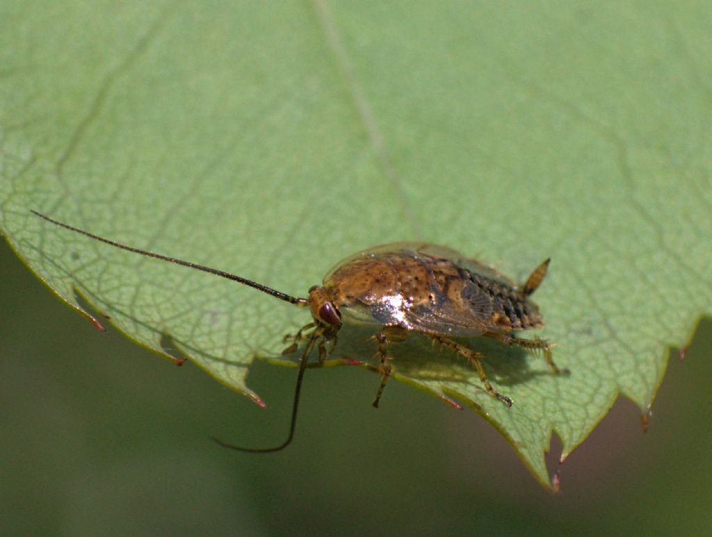 Probabile Ectobius pallidus